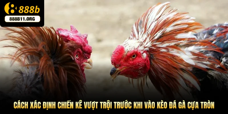 Cách xác định chiến kê vượt trội trước khi vào kèo đá gà cựa tròn