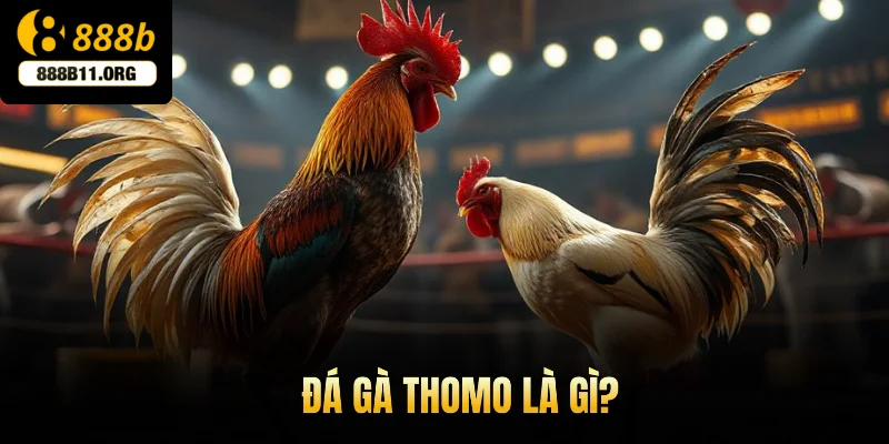 Đá gà Thomo là gì?