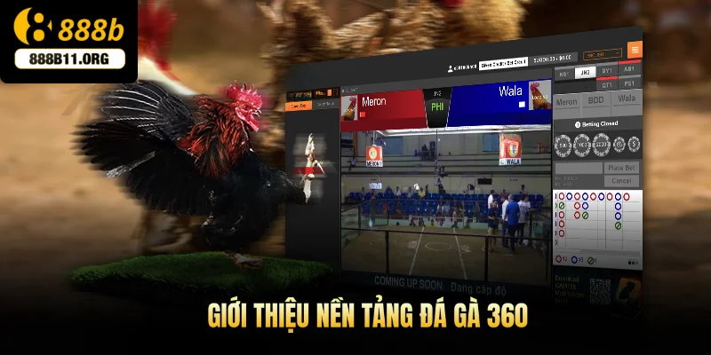 Giới thiệu nền tảng đá gà 360