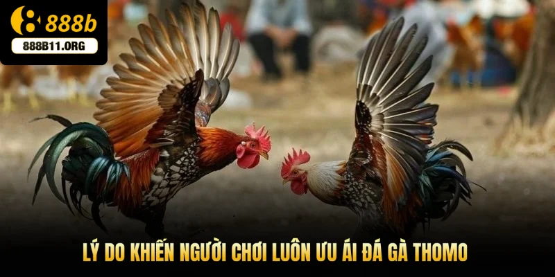 Lý do khiến người chơi luôn ưu ái đá gà Thomo