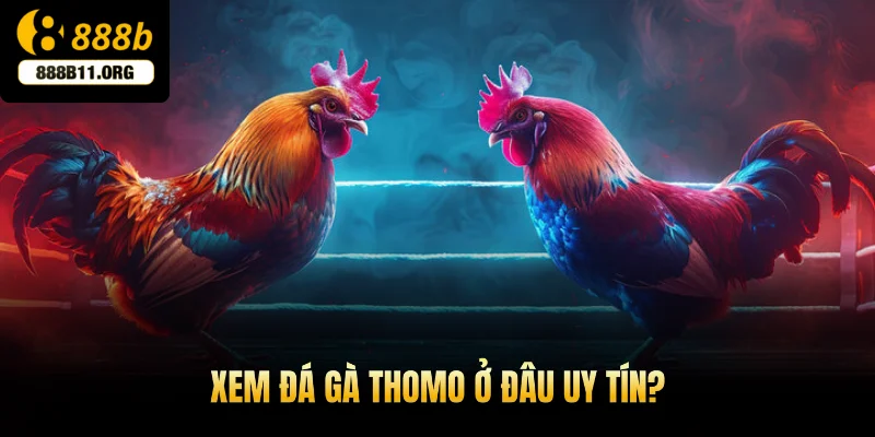 Xem đá gà Thomo ở đâu uy tín?