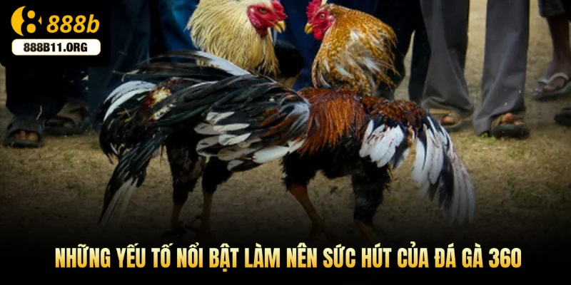 Những yếu tố nổi bật làm nên sức hút của đá gà 360